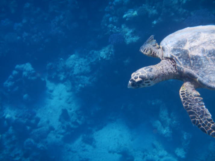 Im Roten Meer gehen viele Bedrohungen für Meeresschildkröten von einer unverantwortlichen Küstenentwicklung aus, die Niststrände und Nahrungsgründe wie Seegraswiesen und Korallenriffe zerstört; künstliche Beleuchtung an den Hauptbrutstränden, die sowohl n