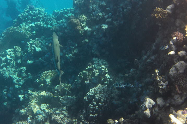 Lebensraum: Große Barrakudas kommen häufig in küstennahen Korallenriffen, Seegras und Mangroven vor. Sie können auch im offenen Ozean leben und leben überwiegend an oder nahe der Oberfläche, obwohl sie manchmal in Tiefen von bis zu 100 m gefunden werden. 