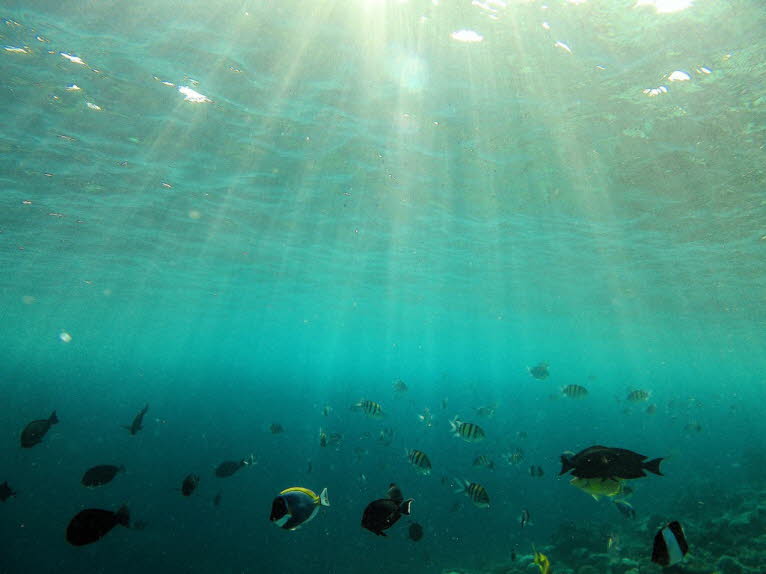 Das Riff von Ellaidhoo: Die bekannte Fischfauna der Malediven umfasst mittlerweile etwa 1100 Arten. Das ist die doppelte Zahl von Arten, die vor der Gründung der Meeresforschungsabteilung von den Malediven im Jahr 1984bekannt waren. Es gibt zweifellos noc
