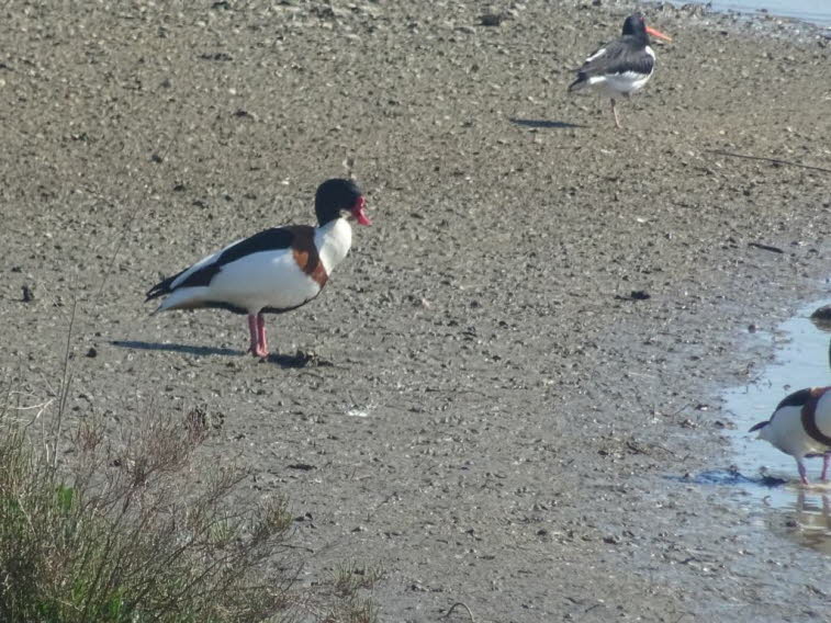 Brandgans und Austernfischer: Bei dem vorderen Vogel in dem ausgewählten Bereich handelt es sich um eine Brandgans (Tadorna tadorna), eine gänseartige Entenart. Aussehen: Diese Vögel zeichnen sich durch ein auffälliges schwarz-weißes Gefieder aus, das dur