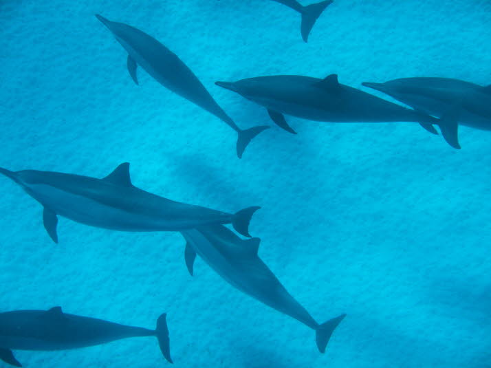 Warum spinnen Spinnerdelfine? Spinner-Delfine sind berühmt für ihre akrobatischen Drehungen, aber warum und wie führen sie diese gymnastischen Bewegungen aus? Um die Pirouette auszuführen, beschleunigt der Delfin mit schnellem Pumpen des Schwanzes durch d