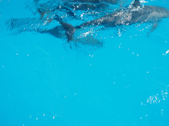 Der verspielte Spinner-Delfin macht sich mit einem Spritzer bemerkbar. Als geschickte Akrobaten springen die kleinen Delfine regelmäßig aus dem Wasser und vollführen komplizierte Luftmanöver. Sie können sich mehrmals in einem Sprung drehen, der fast 3 Met