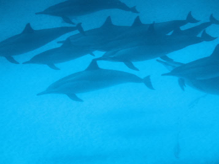 Im östlichen tropischen Pazifik schwimmen Spinnerdelfine häufig zusammen mit Schulen von Gelbflossen-Thunfischen. 