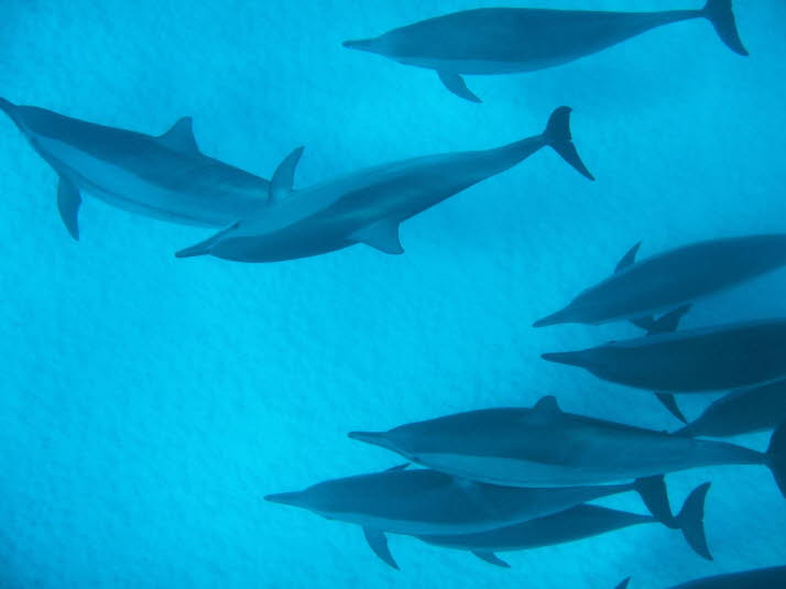 Als die Ringwadenfischerei um 1960 begann, wurden Delfine (nicht nur Spinner), die als Beifang gefangen wurden, getötet – eine Zahl, die auf etwa sechs Millionen geschätzt wird. Dank der Schutzbemühungen werden die Delfine heute normalerweise lebend aus d