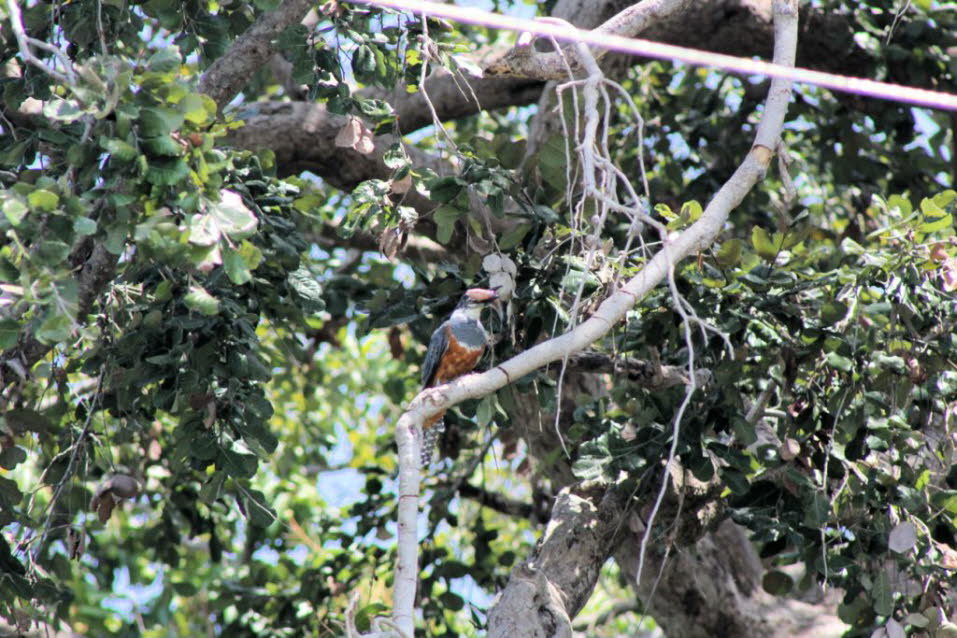 Geringelter Kingfisher. Er ist 42 Zentimeter groß und wiegt 305 bis 341 Gramm. Großer Schnabel (8 Zentimeter), manchmal mit roter Brust; graubläuliche Oberteile und weißer Hals.