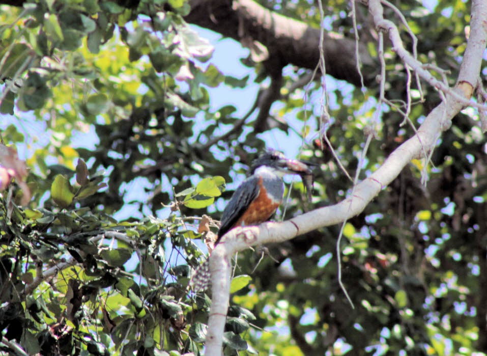 Geringelter Kingfisher 