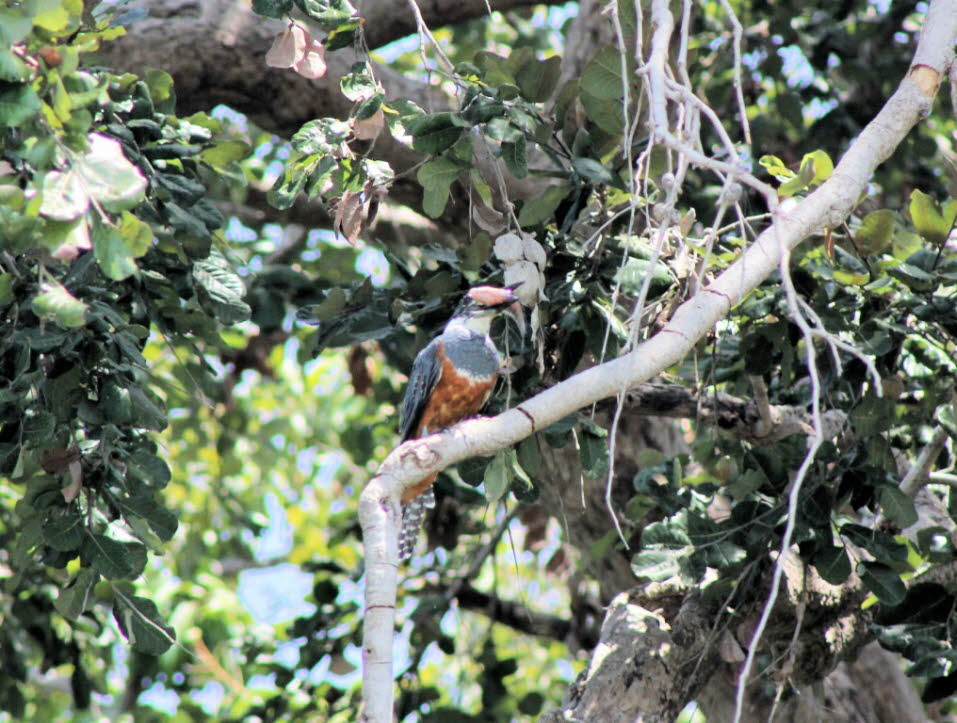 Geringelter Kingfisher 