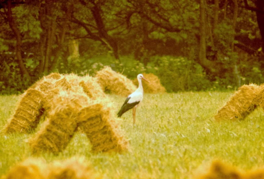 weil hier der Storch lebt.