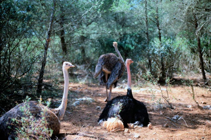 Strauß - wissenschaftlicher Name: Struthio camelus - Durchschnittliche Lebensdauer in freier Wildbahn: 30 bis 40 Jahre - Größe: 210 bis 300 cm Gewicht: 220 bis 350 Pfund