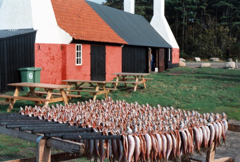 Die Hasle Rogeri ist beste Räucherfisch der Insel. Die Hasle Räucherei ist die letzte Räucherei Bornholms, in der das Räuchern noch in einer altmodischen und traditionellen Weise in offenen Schornsteine mit Erlenholz gemacht wird.