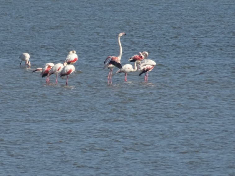 Ästhetische Codes der Flamingo Szene - Wie Farbe, Körperform und Verhalten ein eigenes visuelles System erzeugen: 1. Der Code der Farbe: Rosa als atmosphärische Temperatur: Flamingos tragen kein hartes Schwarz Weiß, sondern Pastellrosa, das sich weich in 