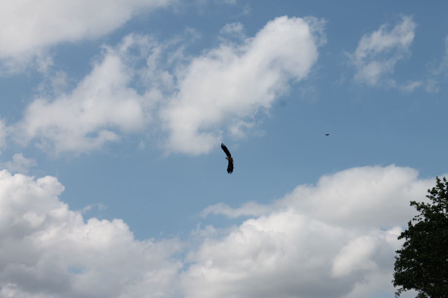 weil der Seeadler ber die Schwentine fliegt. 