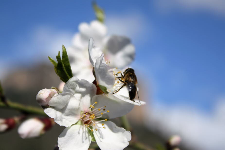 Die Mandelblüte auf Mallorca von Mitte/Ende Januar bis Ende Februar/anfang März lockt jedes Jahr Tausende von Urlaubern auf die Baleareninsel. In dieser Zeit sind weite Teile der Insel mit in weiß und rosa blühenden Mandelbäumen überzogen. Eine besonders 