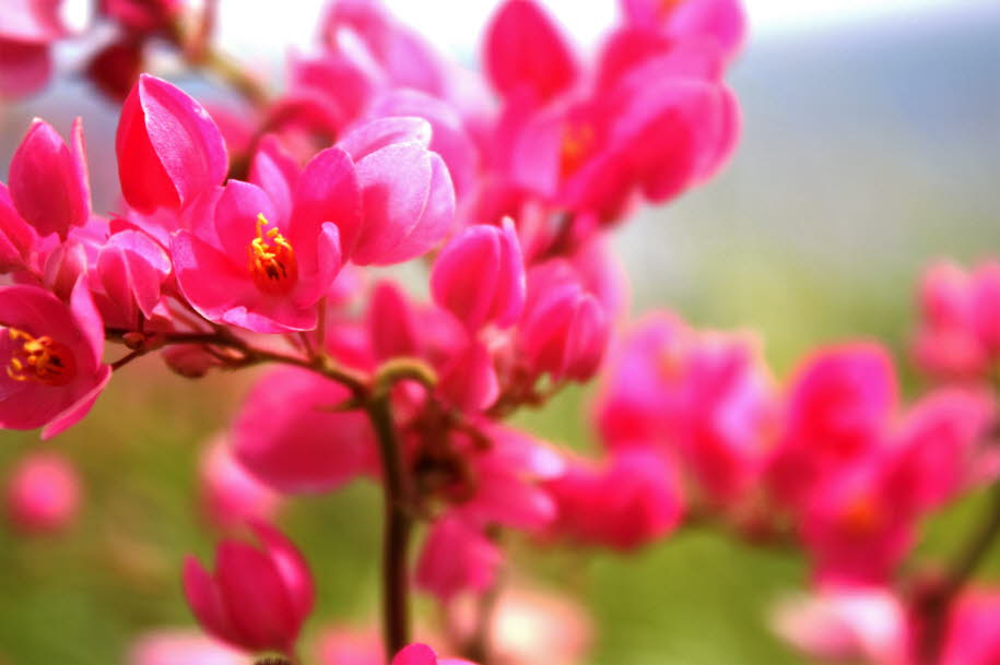 Rodrigues war von endemischen Pflanzen- und Tierarten im Überfluss geprägt, aber seit dem 17. Jahrhundert wurde ein Großteil seiner Artenvielfalt ausgerottet. Auf der Insel lebte eine inzwischen ausgestorbene endemische Art flugunfähiger Vögel, der Rodrigœ
