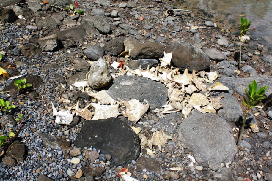 Rodriguez Indischer Ozean