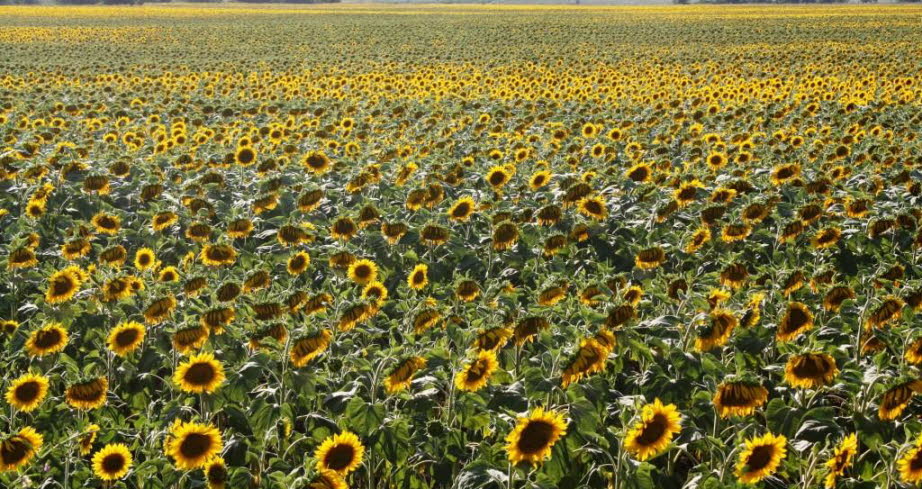 Sonnenblumenfelder am Plattensee 