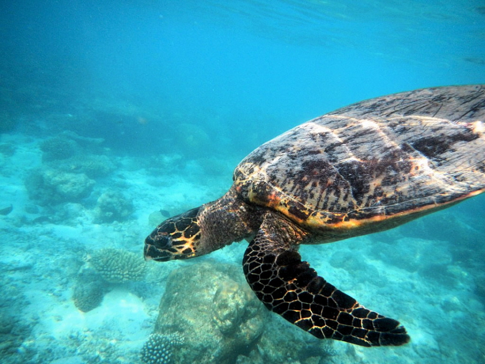 Rannalhi Malediven Meeresschildkröte