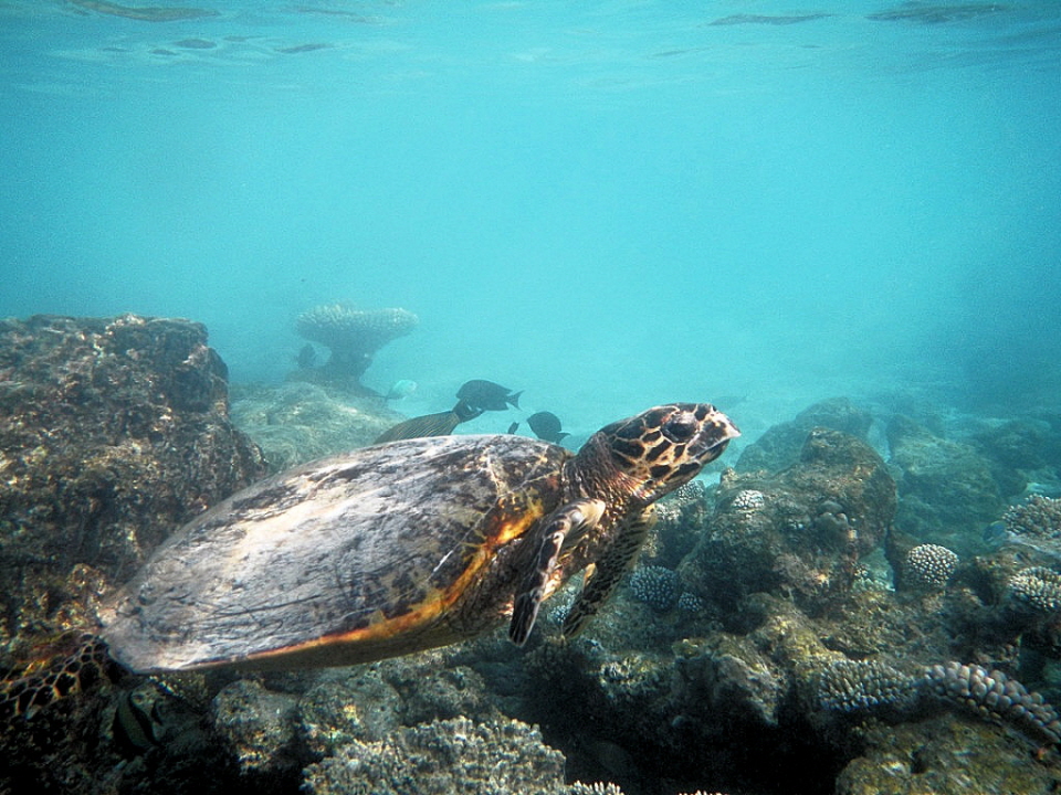 Rannalhi Malediven Meeresschildkröte