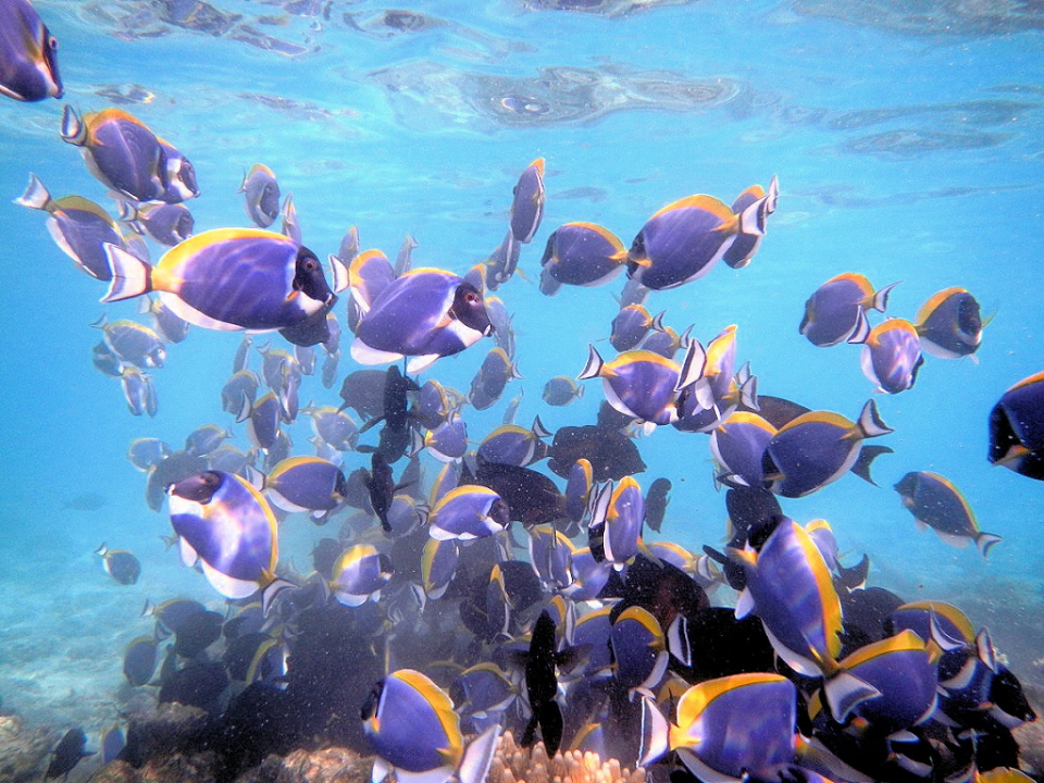Samtdoktorfisch - Doktorfische leben ausschließlich im Salzwasser und haben eine zirkumtropische Verbreitung, finden sich also weltweit in äquatornahen Gewässern. Sechs Arten leben im Atlantik, die restlichen im Indischen und Pazifischen Ozean. Die Vertre