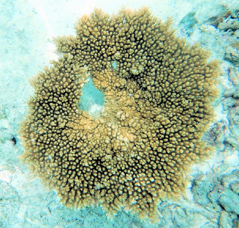 Malediven Korallen 