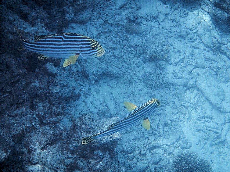 Maldiven Orient-Süßlippen - Jungfische der Orientalischen-Süßlippe haben eine dunkelbraune Grundfarbe mit großen cremefarbenen, gelb umrandeten Flecken. Bei einer Länge von etwa 15 Zentimeter färben sie sich um. Die erwachsenen Fische sind von silbriger G