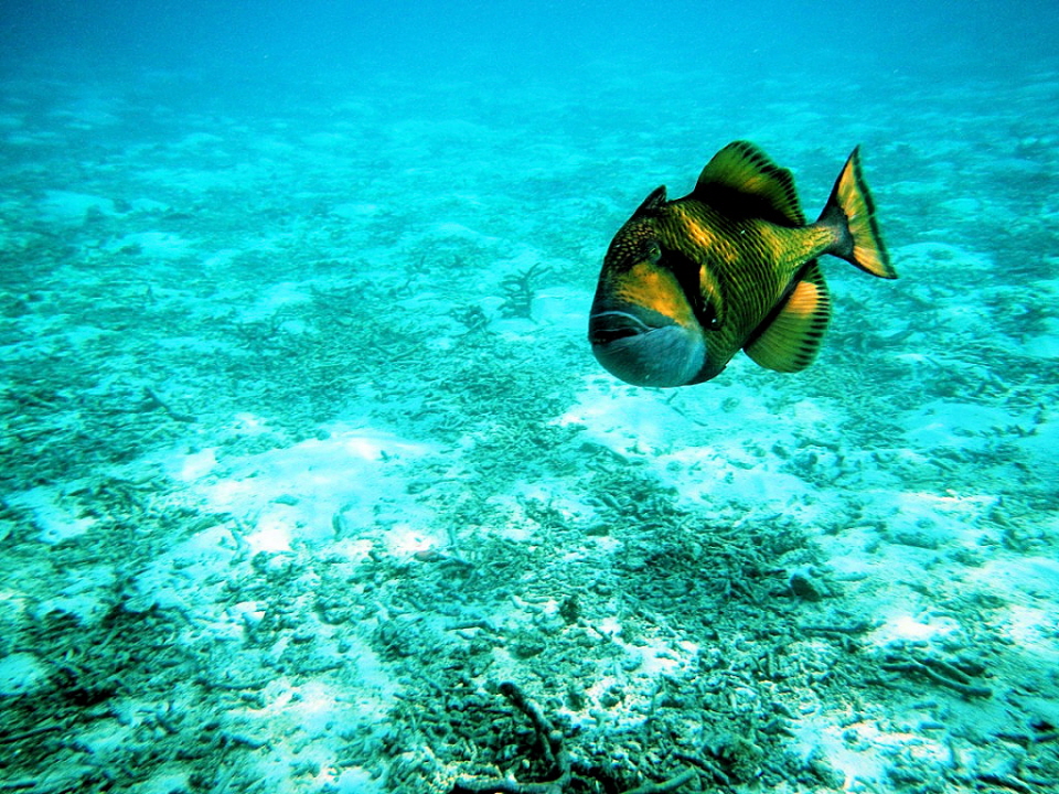 Titan Drückerfisch - Der Titan-Triggerfisch, Riesen-Triggerfisch oder Schnurrbart-Triggerfisch (Balistoides viridescens) ist eine große Art von Triggerfisch, die in Lagunen und an Riffen bis zu einer Tiefe von 50 m im größten Teil des Indopazifischen Ozea