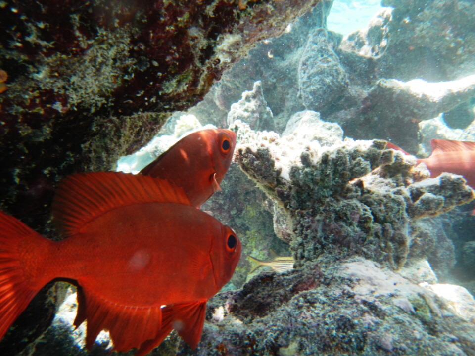 Großschuppen-Soldatenfisch - Myripristis berndti wird umgangssprachlich oft als Großschuppen-Soldatenfisch bezeichnet. Der Indopazifische Großaugenbarsch hat einen hohen, seitlich abgeflachten, roten Körperbau. Bestimmend sind das steil aufwärts gerichtet