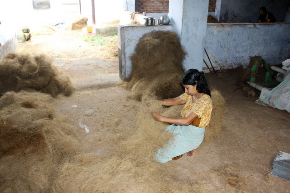 Sisalteppichherstellung Backwaters Die Kokosfasern werden aus der Hülle von Kokosnüssen gewonnen, welche an Kokospalmen wachsen.