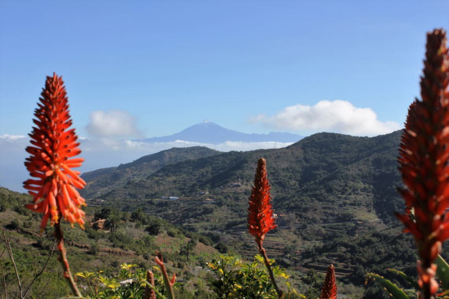 Aloe Vera Pflanze in Hermigua La Gomera mit Blick aud den Teide - Aloe Vera Pflanze und Blick von Hermigua auf La Gomera nach Teneriffa auf den Teide.