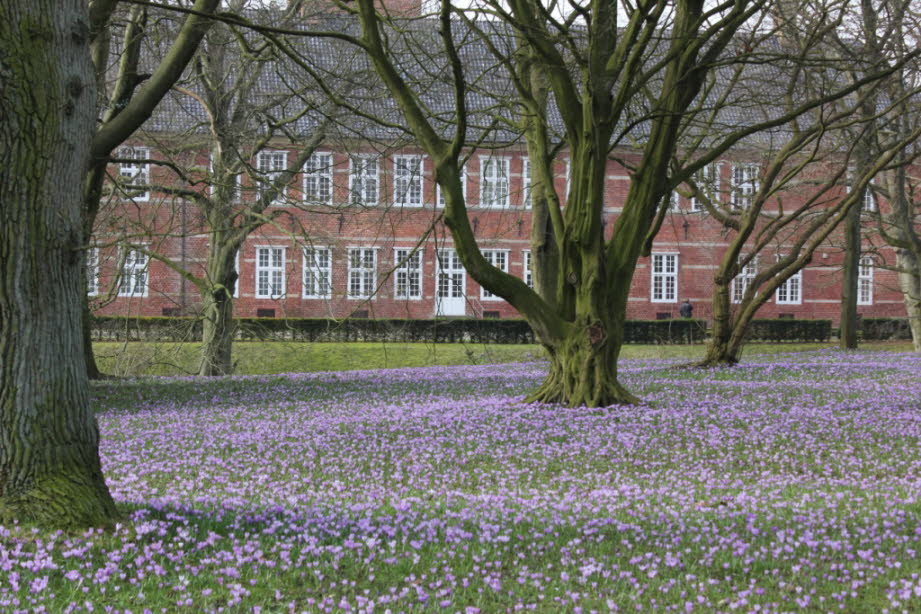 weil wir im März zur Krokusblüte nach Husum fahren.