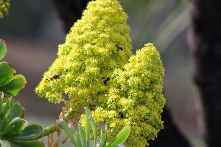 Goldgelbes Äonium auf La Palma  - Aonium ist eine Pflanzengattung der Dickblattgewächse. Es sind mehrjährige Pflanzen.