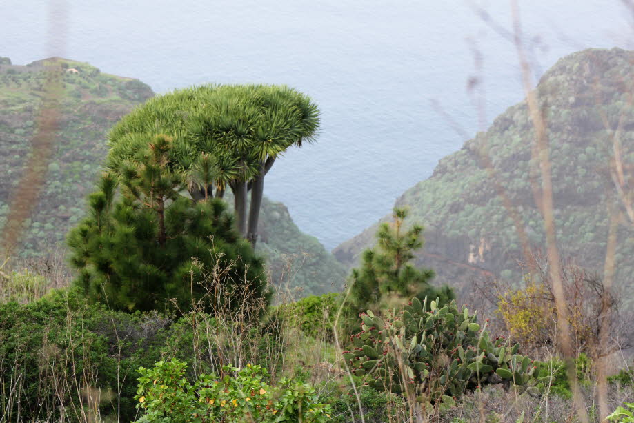 Drachenbäume auf La Palma - Drachenbäume (dracaena, draco, drago) sind ein Agavengewächs. Sie werden bis zu 20 Metern hoch. Da Drachenbäume keine Jahresringe aufweisen, ist es schwierig. ihr Alter zu bestimmen. Sie können mehrere Hundert Jahre alt werden.í