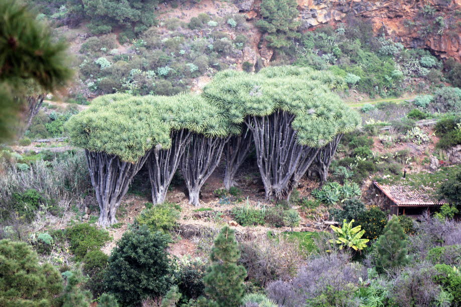 Drachenbäume auf La Palma )