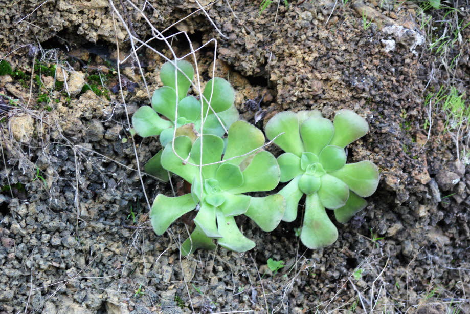 La Palma: Aeonium arboreum ist eine rosettenbildende, ausdauernde Pflanzenart aus der Familie der Dickblattgewächse (Kanarische Inseln)