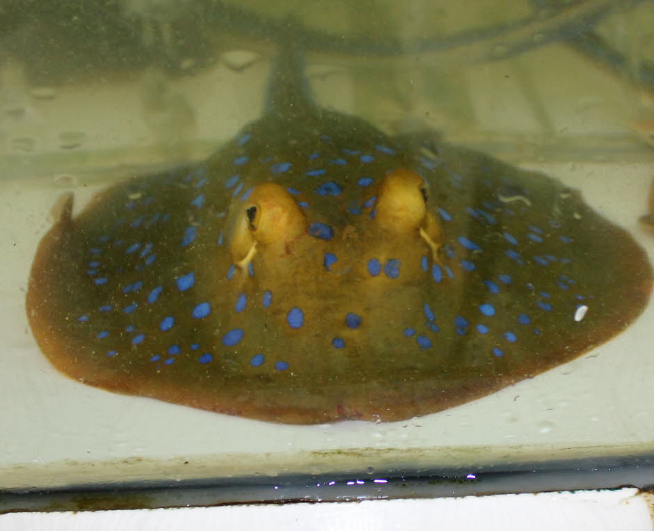 Der Blaupunktrochen (Taeniura lymma) ist eine Fischart aus der Gattung der Fleckenstechrochen (Taeniura) in der Familie der Stechrochen (Dasyatidae). Blaupunktrochen werden als Speisefisch und auch für die Aquaristik intensiv bejagt. Dies, sowie der Verlu