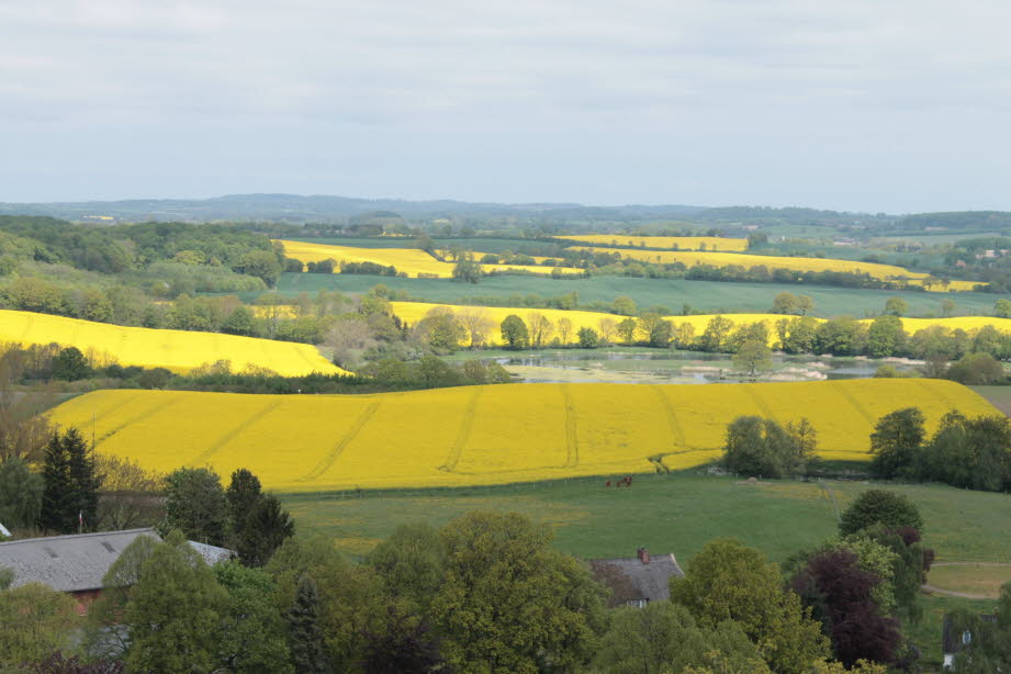 weil hier in Ostholstein im Mai die Rapsfelder blühen.