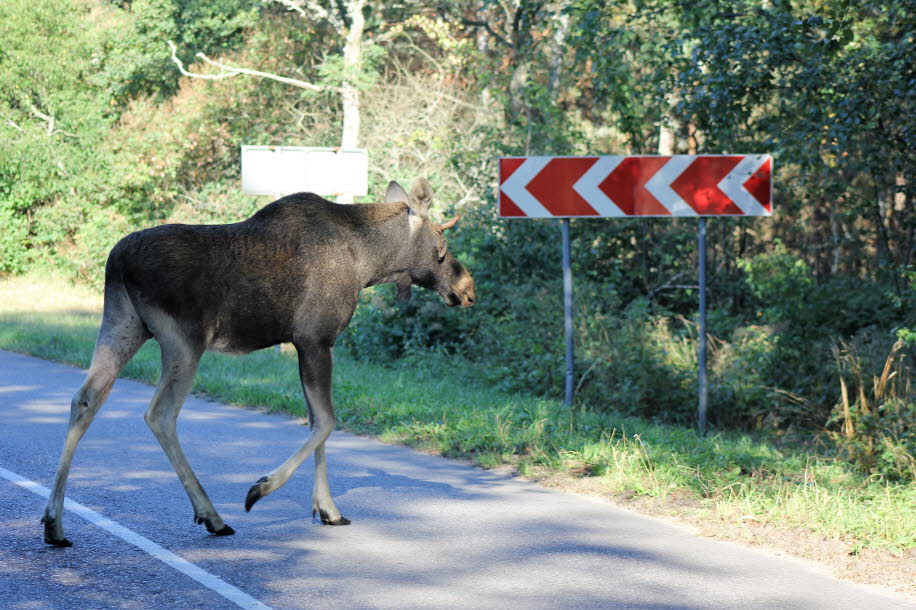 Elch in Ostpreußen 