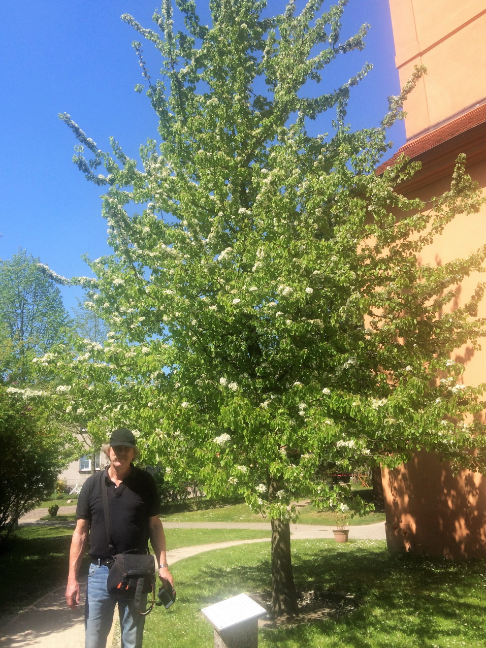 Der Birnbaum von Ribbeck
