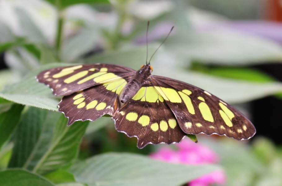 Der Malachitfalter (Metamorpha stelenes), oder auch nur Malachit genannt, ist ein Schmetterling (Tagfalter) aus der Familie der Edelfalter (Nymphalidae). Die Flügelspannweite der Falter beträgt 83 bis 101 Millimeter.  Die Grundfarbe ist schwarz bis schwar