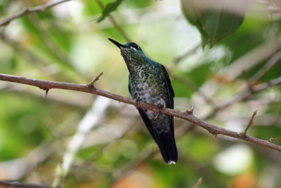 Kolibri Costa Rica - Die nur in Amerika vorkommende Vogelfamilie der Kolibris (pica flor, engl. hummingbird) zählt zur Ordnung der Seglervögel (Apodiformes) - Kolibris sind also direkt verwandt mit dem bekannten Mauersegler.