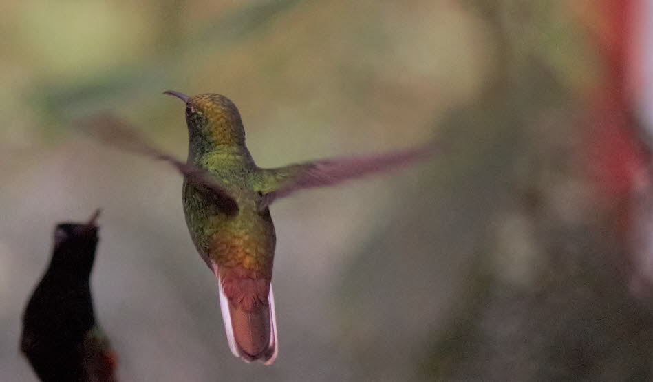 Kolibri Costa Rica 