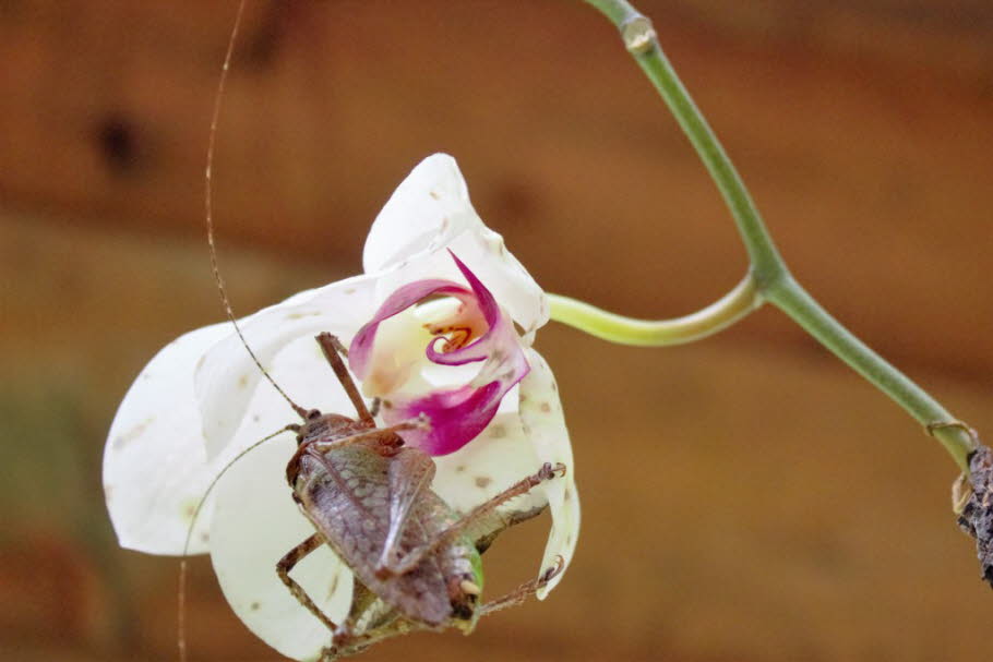 Orchidee Costa Rica 