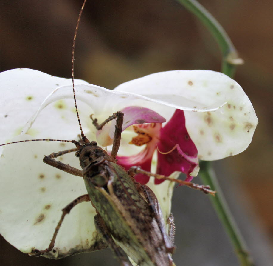 Heuschrecke auf Orchidee Costa Rica 