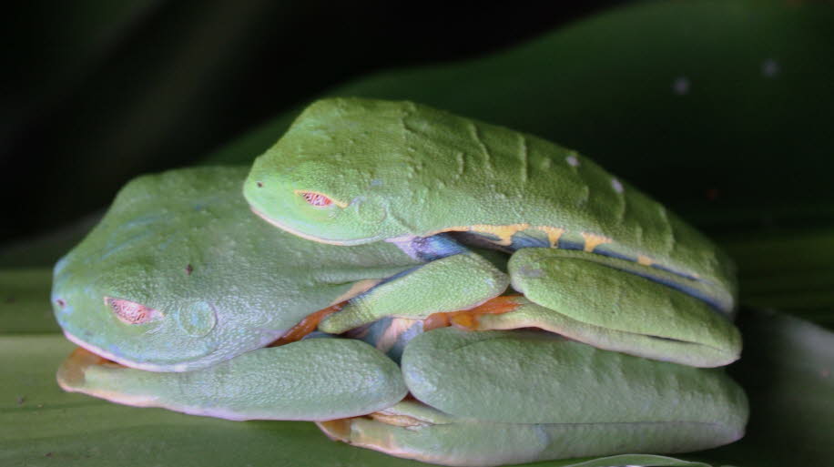 Frösche Costa Rica 