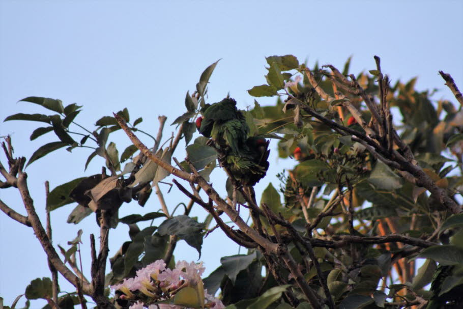 Der große grüne Keilschwanzsittich  in den Bäumen von San José, Costa Rica Der große grüne Keilschwanzsittich ( Ara ambiguus ), auch bekannt als Buffon-Ara oder der große militärische Ara , ist ein zentral- und südamerikanischer Papagei , der in Nicaragua