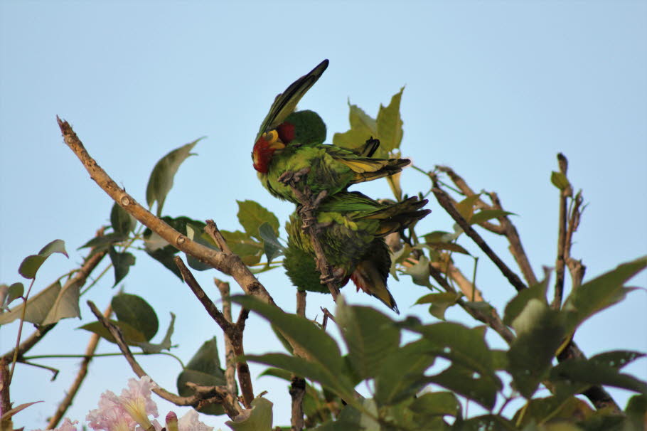 Der große grüne Keilschwanzsittich  in den Bäumen von San José, Costa Rica 