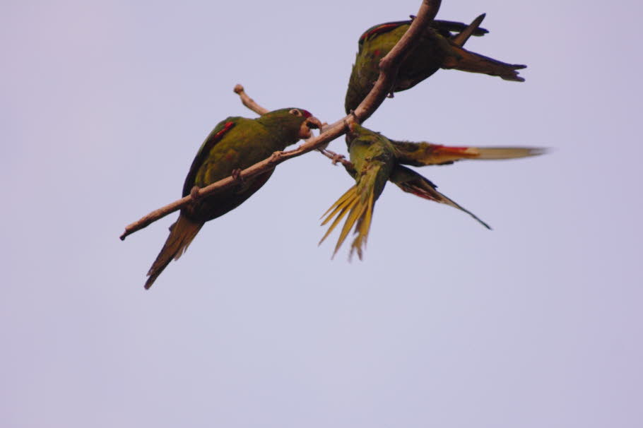 Der große grüne Keilschwanzsittich  in den Bäumen von San José, Costa Rica - Der Große grüne Ara gehört zu der Gattung Ara , zu der auch andere große Papageien gehören, wie der scharlachrote Ara , der militärische Ara und der blau-gelbe Ara .