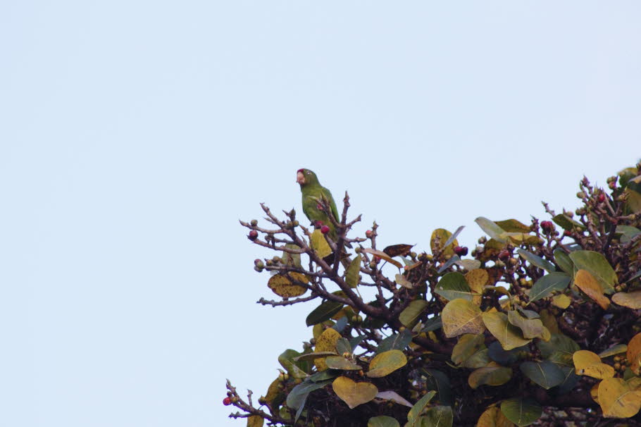 Der große grüne Keilschwanzsittich  in den Bäumen von San José, Costa Rica - Große grüne Aras sind die größten Papageien in ihrem natürlichen Verbreitungsgebiet, die zweithöchsten Ara-Arten (obwohl sie relativ kürzer sind als andere große Aras wie der Rot