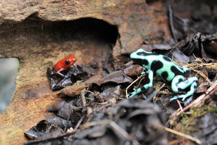 Costa Rica Erdbeerfrosch - Beim Erdbeerfröschchen handelt es sich um eine sehr bekannte Pfeilgiftfroschart. Die Frösche sind in Mittelamerika (Karibikseite) zu hause und kommen in unzähligen Varianten vor. Sowohl verschiedene Lokalformen, als auch deutlic]