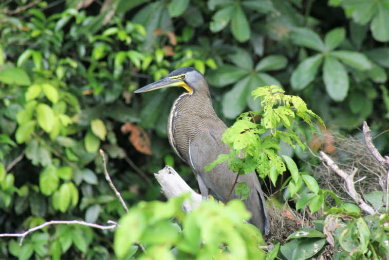 Costa Rica 2016: Adulter Tigerreiher